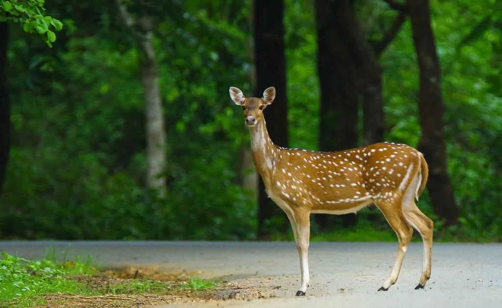 A deer spotted in the wildlife sanctuary