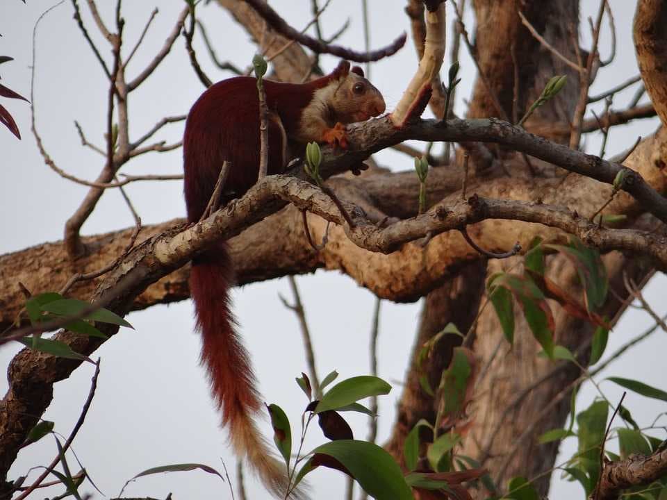 Malabar Giant Squirrel, Dandeli