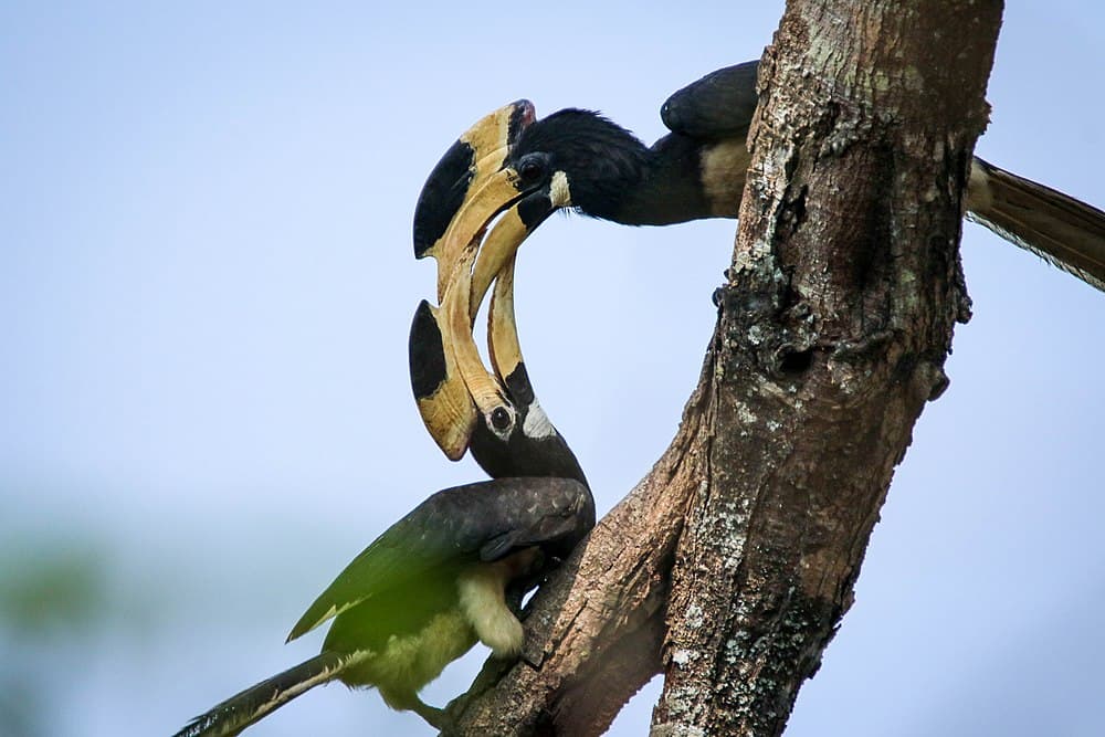 Kali Tiger Reserve travel image