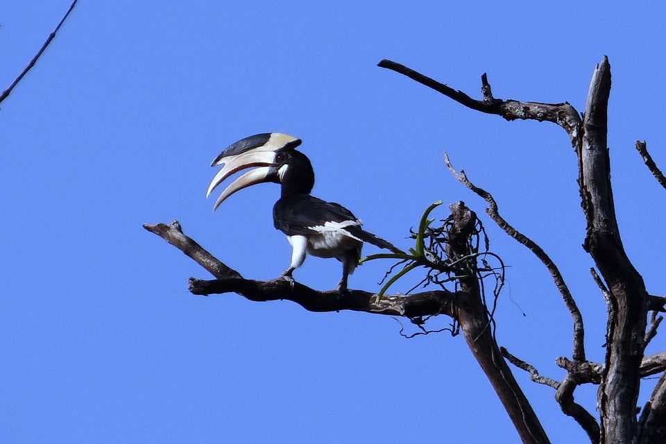 Malabar Pied Hornbill, Dandeli National Park