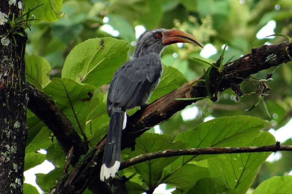 Malabar Grey Hornbill, Dandeli Wildlife Reserve