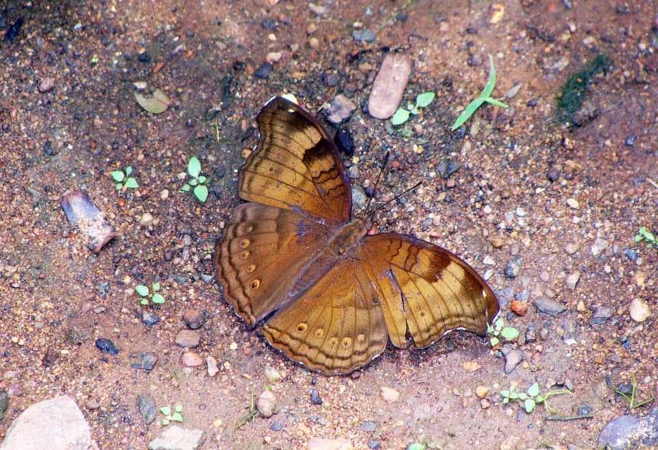 Common Butterfly, Dandeli