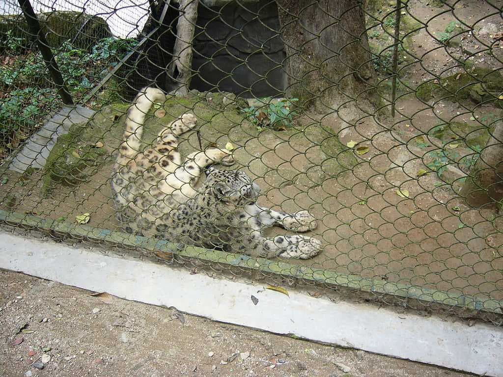 Padmaja Naidu Himalayan Zoological Park travel image