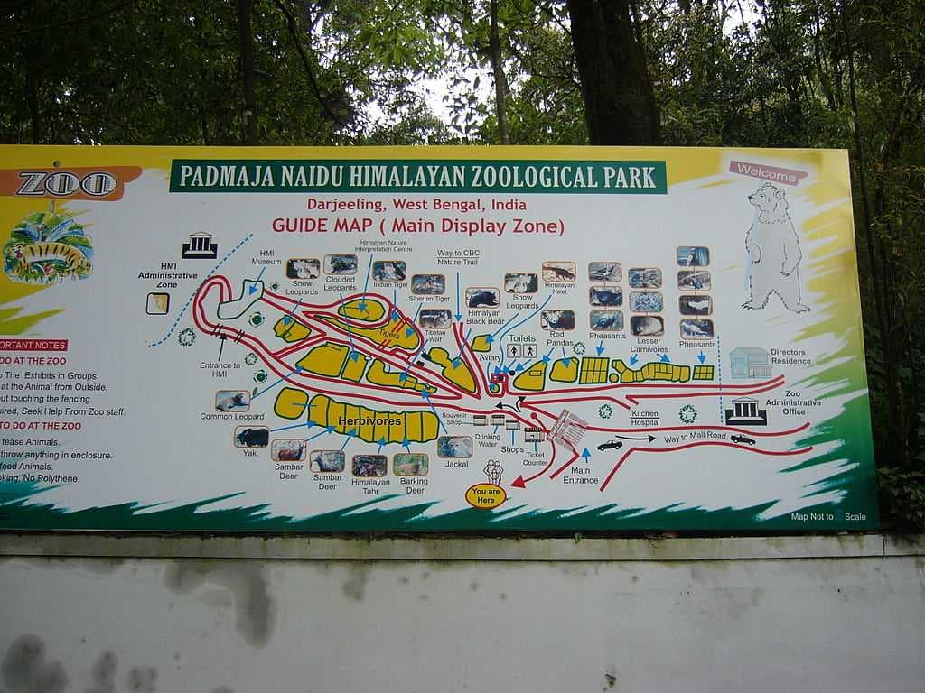 Padmaja Naidu Himalayan Zoological Park travel image