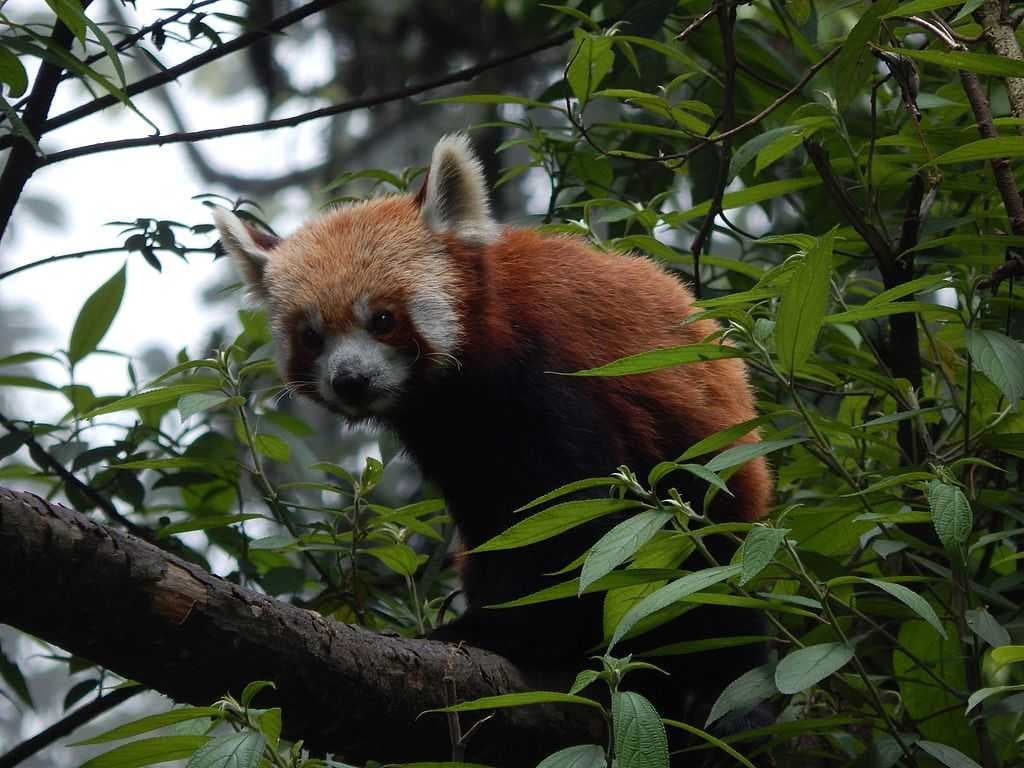 Padmaja Naidu Himalayan Zoological Park travel image