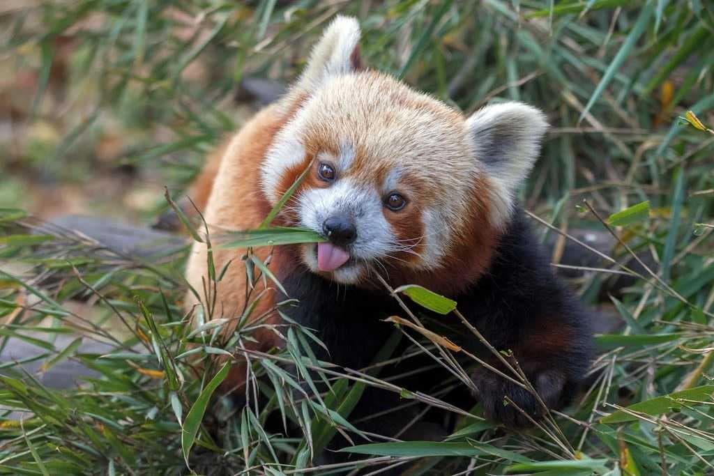 Padmaja Naidu Himalayan Zoological Park travel image