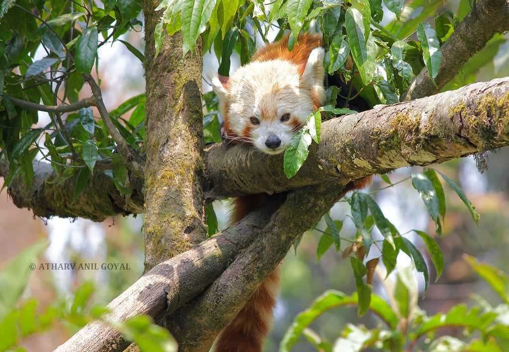 Padmaja Naidu Himalayan Zoological Park travel image