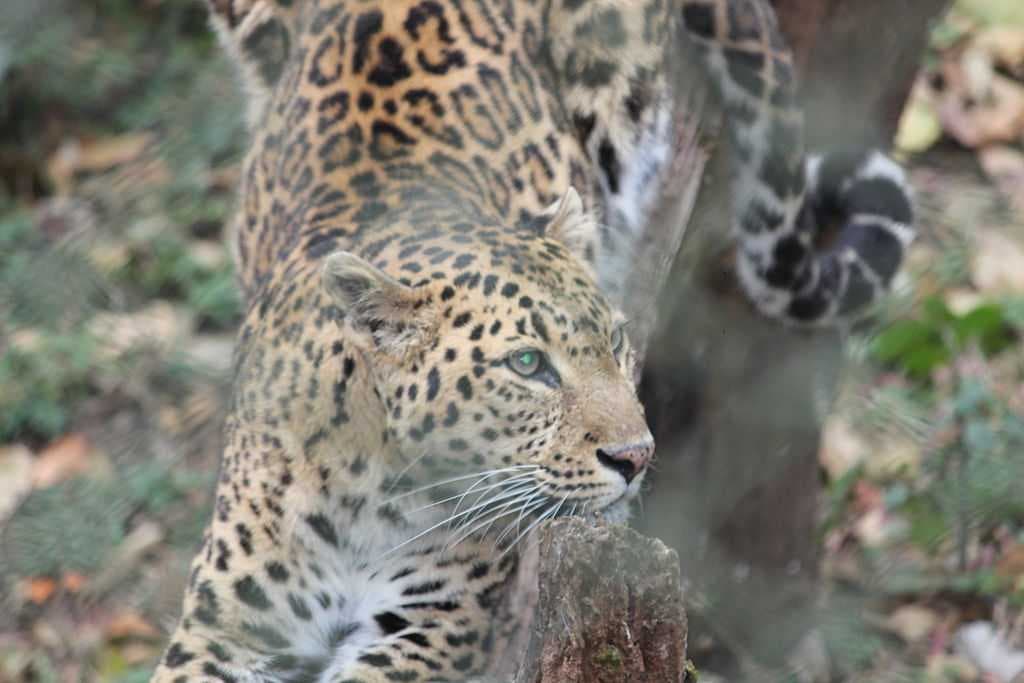 Padmaja Naidu Himalayan Zoological Park travel image