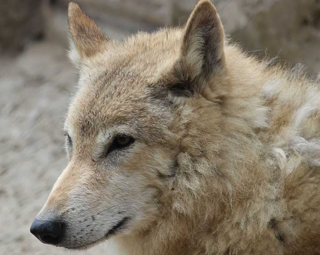 Padmaja Naidu Himalayan Zoological Park travel image