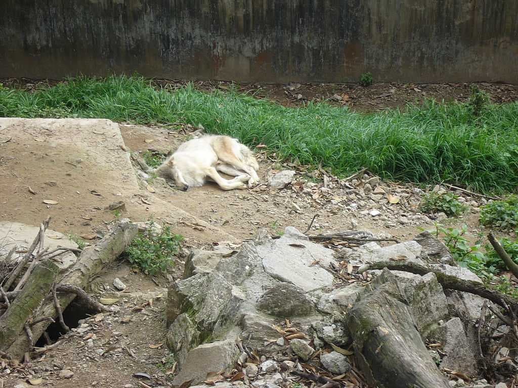 Padmaja Naidu Himalayan Zoological Park travel image