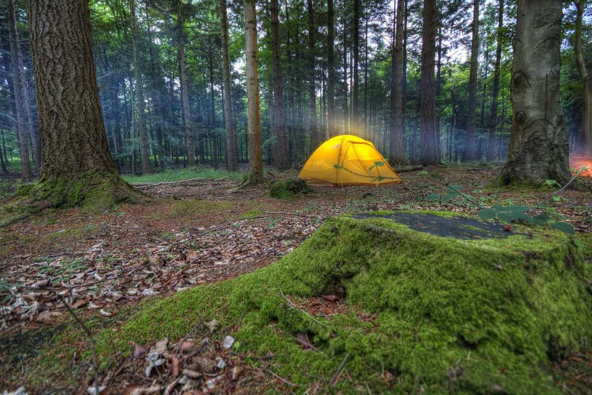 Thangdhar Camp - Surrounded by Pine and Deodar Trees