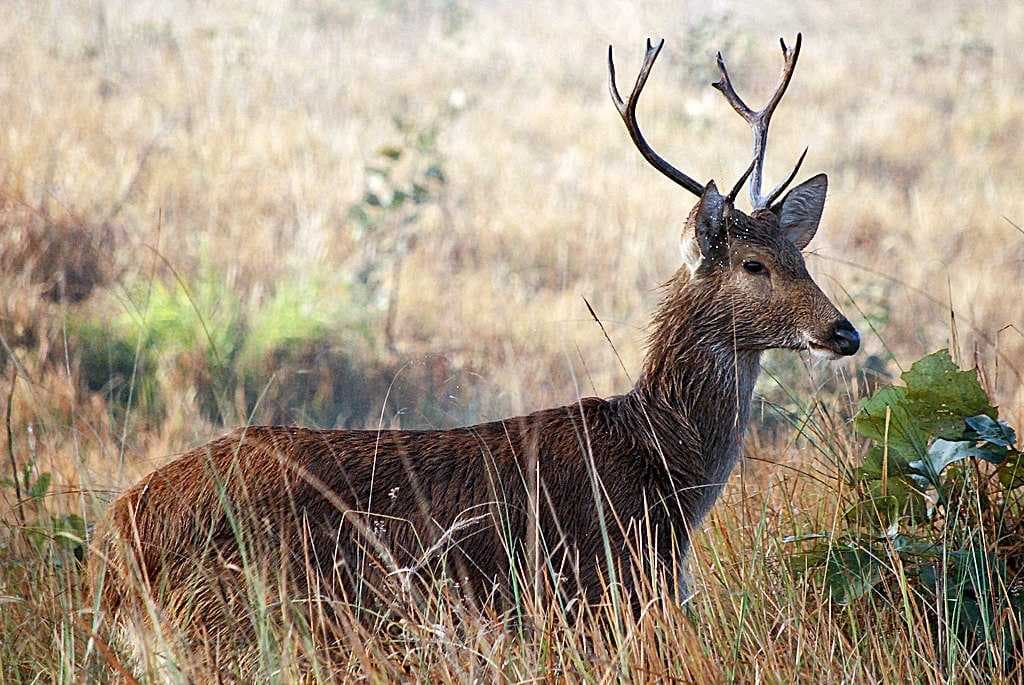 Dudhwa National Park travel image