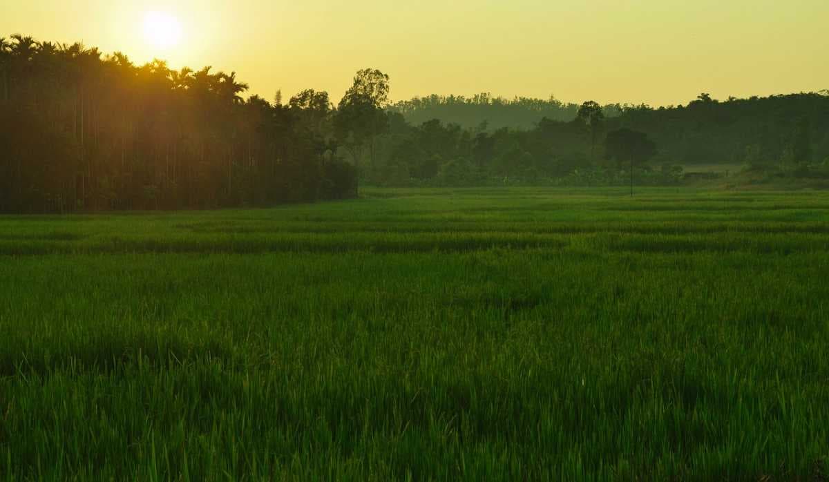 Early Morning View at Agricultural Land in Hapur
