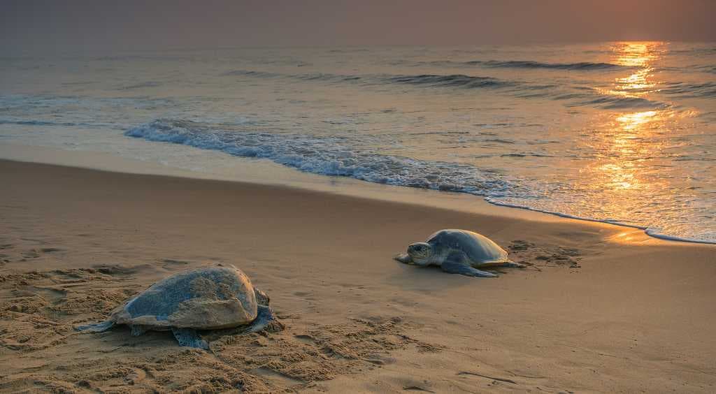 Rushikulya Beach travel image