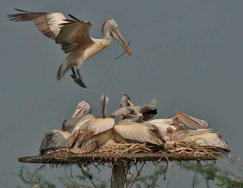 Billed Pelican Birds Spotted at Uppalapadu Nature Conservation