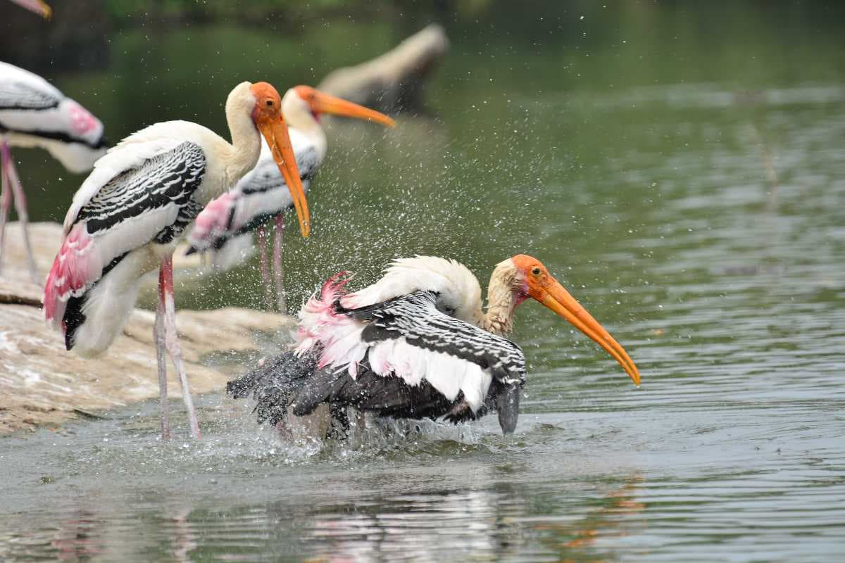 Painted Storks - Also Called as Mycteria leucocephala