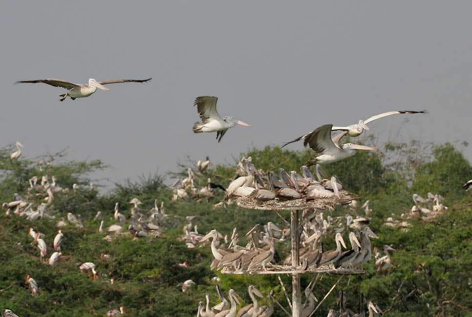 Uppalapadu Nature Conservation - Situated Very Close to Guntur