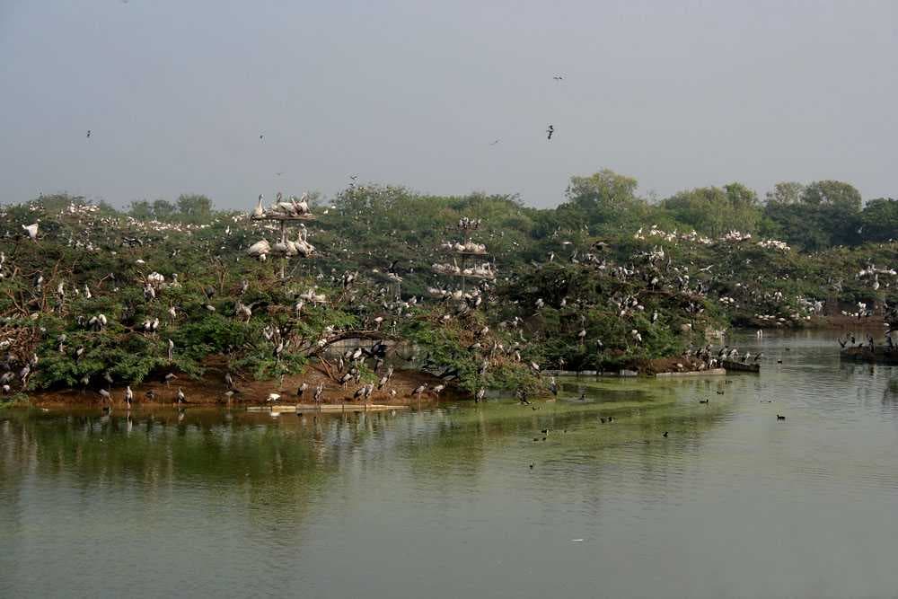 Variety of Birds Can Be Found at Uppalapadu Nature Conservation