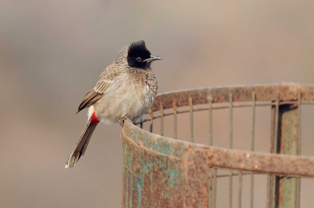 Red-vented Bulbul in the park.