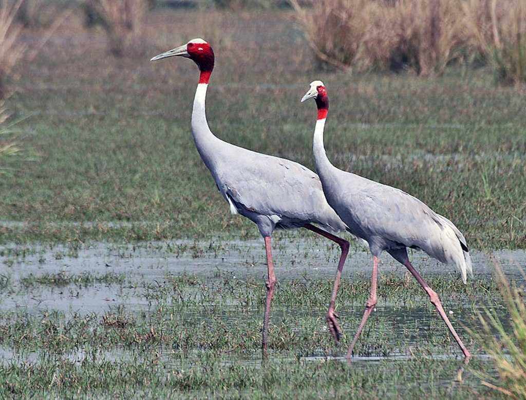 Sohna travel image