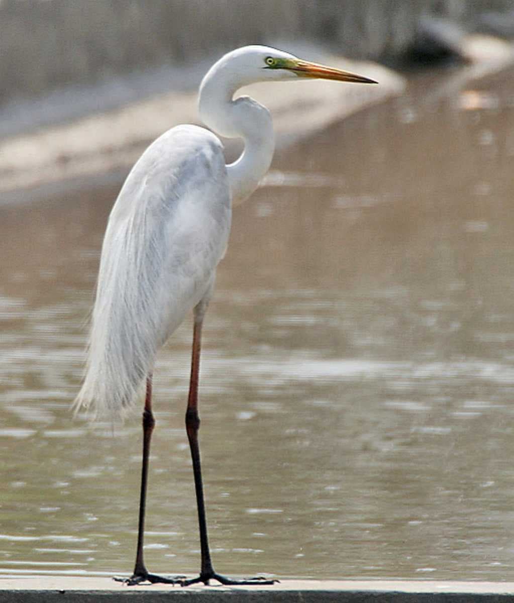 Sultanpur Bird Sanctuary travel image