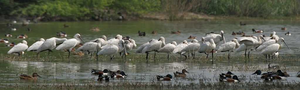 Sultanpur Bird Sanctuary travel image