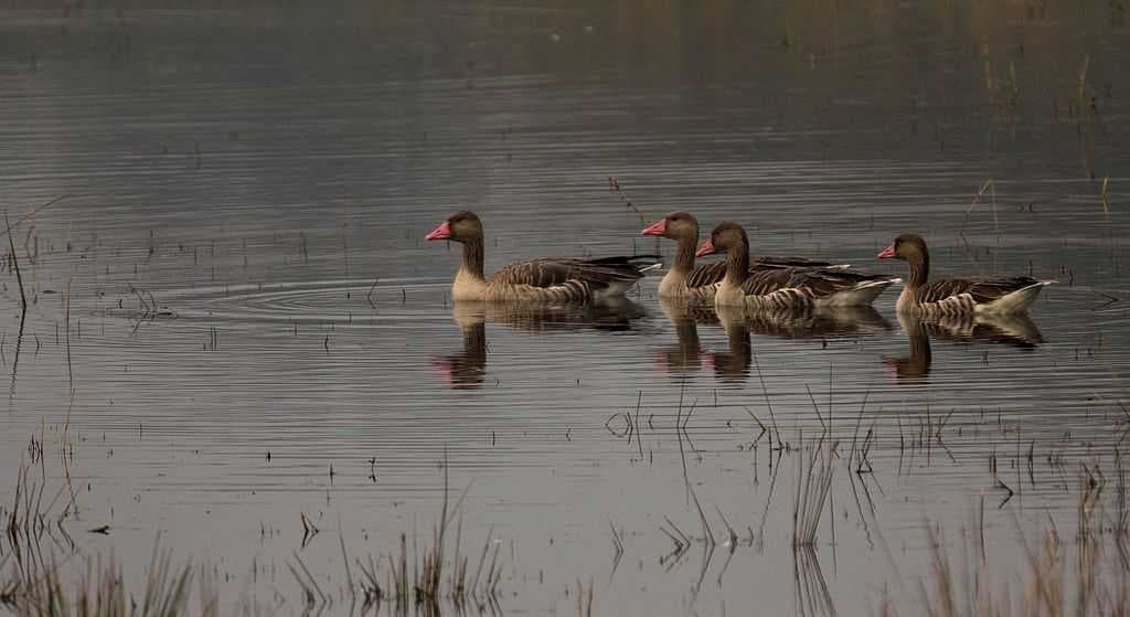 Sultanpur Bird Sanctuary travel image