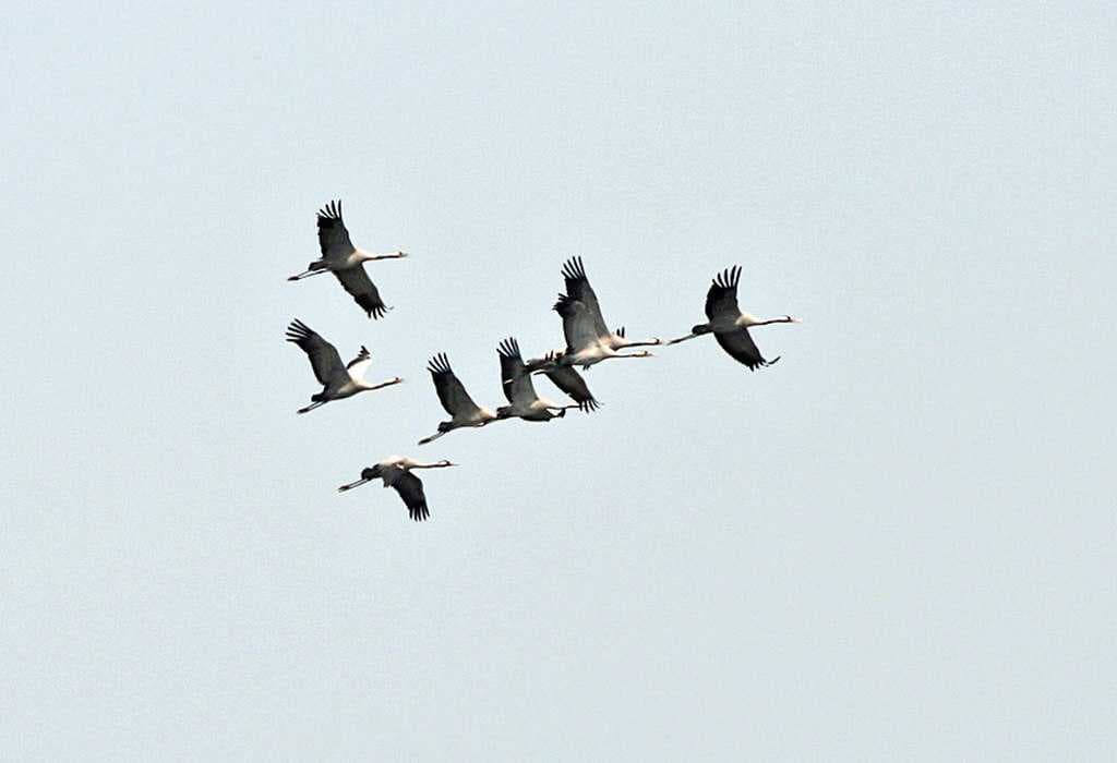 Sultanpur Bird Sanctuary travel image