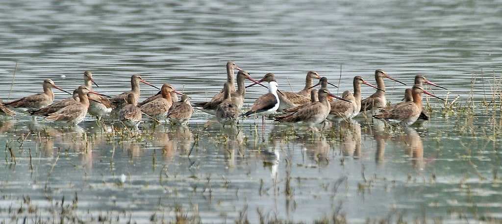 Sultanpur Bird Sanctuary travel image