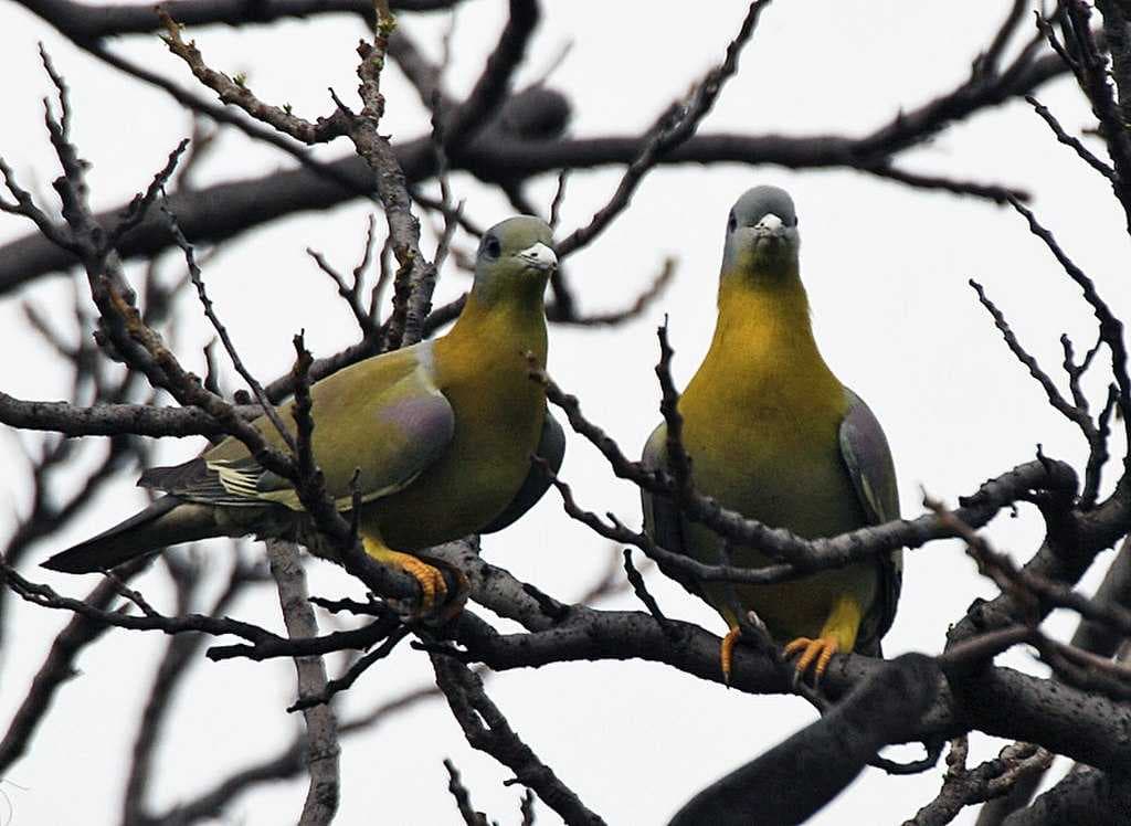 Sultanpur Bird Sanctuary travel image