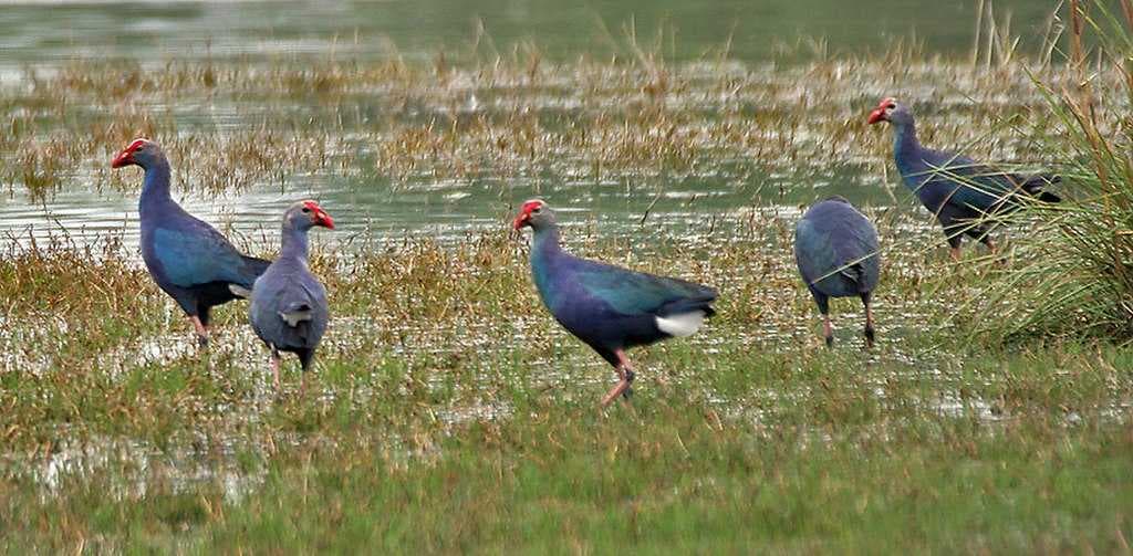 Sultanpur Bird Sanctuary travel image