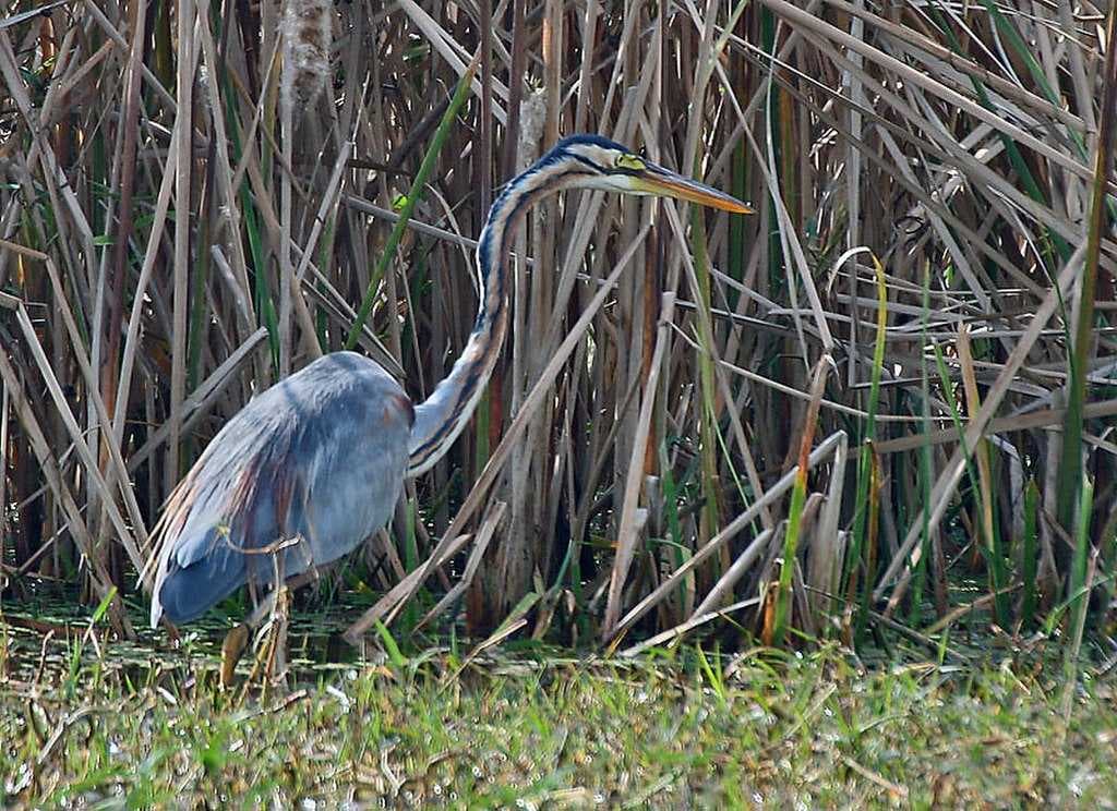 Sultanpur Bird Sanctuary travel image