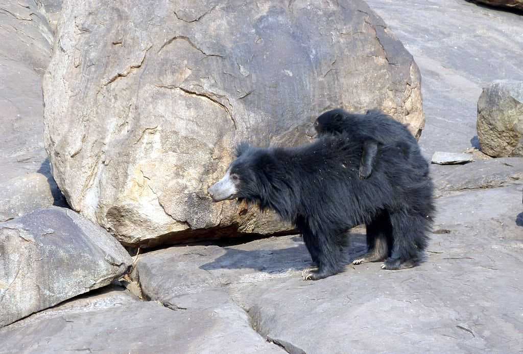 Daroji Bear Sanctuary travel image