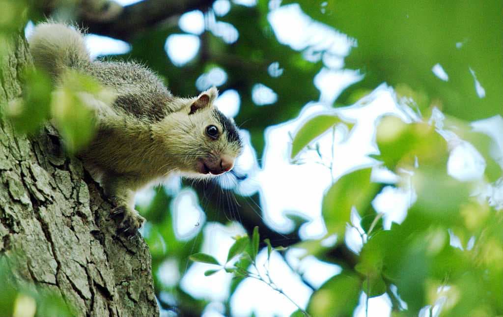 Grizzled giant squirrel are found at Melagiri