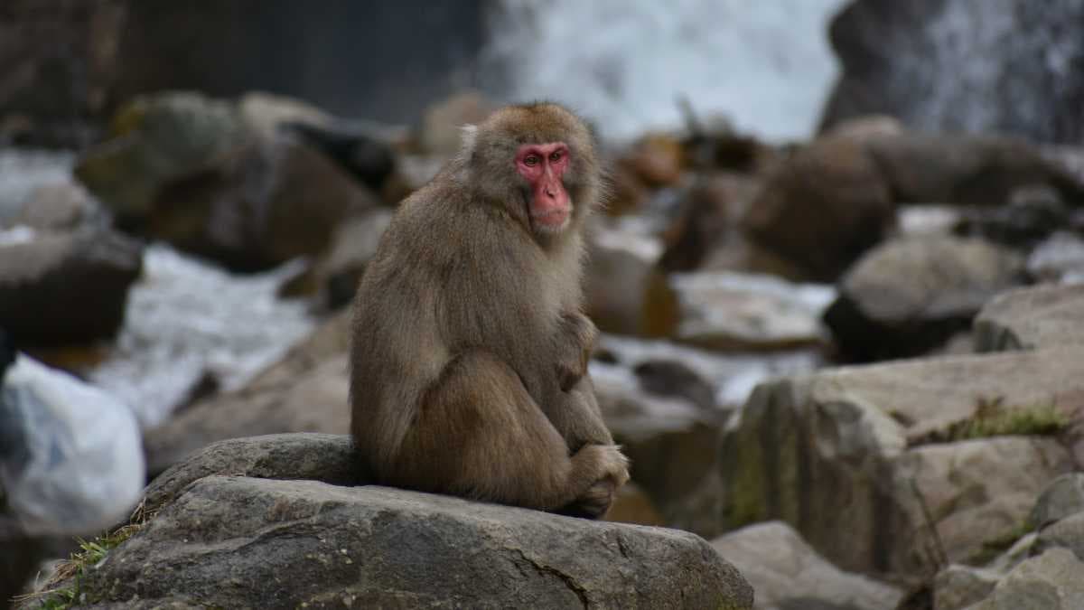 Monkeys are the Most Commonly Found Animal in Mallela Theertham
