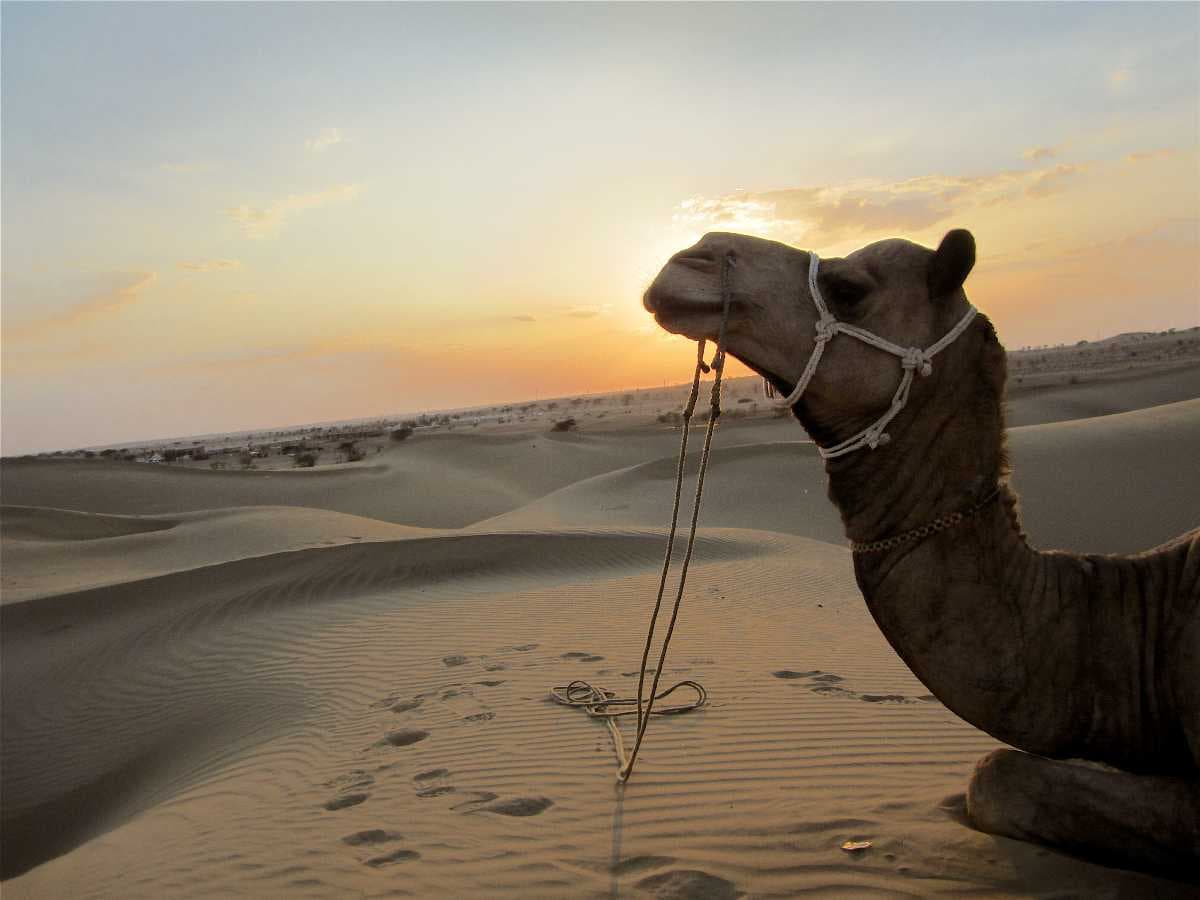 Sam Sand Dunes travel image