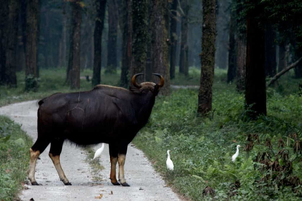 Gorumara National Park travel image