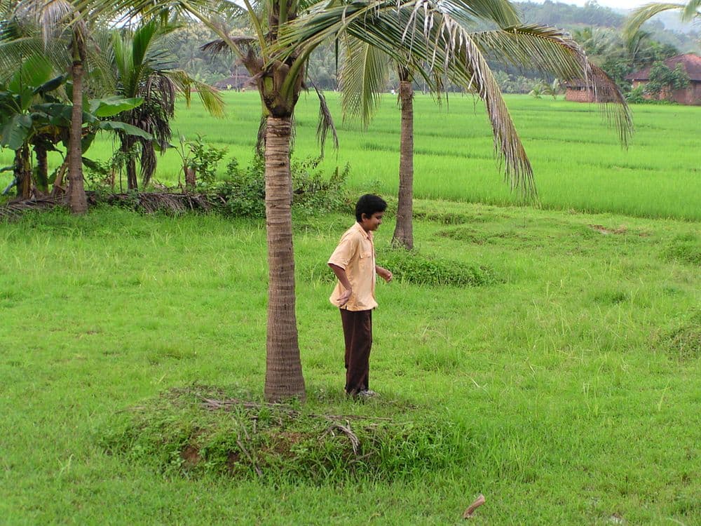 Taliparamba travel image