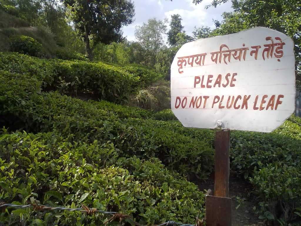 Kausani Tea Estate - Just 5 kms Away From the City