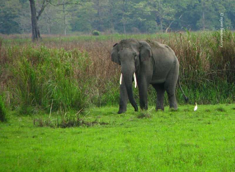 AT Road, Halowa N.C., Assam 785609, India