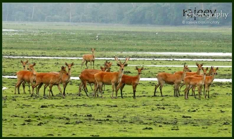 National Highway 52, Ghahi Gaon, Assam 784172, India