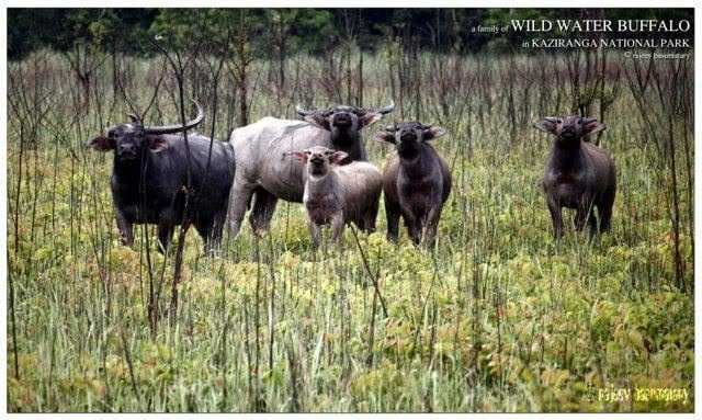 National Highway 52, Ghahi Gaon, Assam 784172, India
