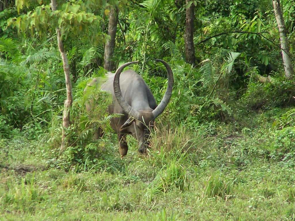 Wild Bufallow