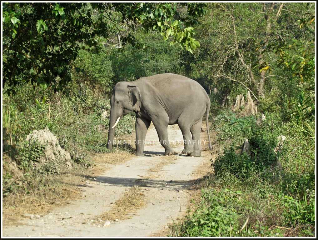 Elephant Crossing Road