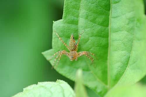 Namdapha National Park travel image