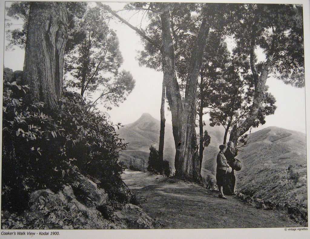 Coakers Walk travel image