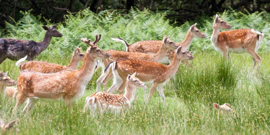 Sagareshwar Deer Sanctuary