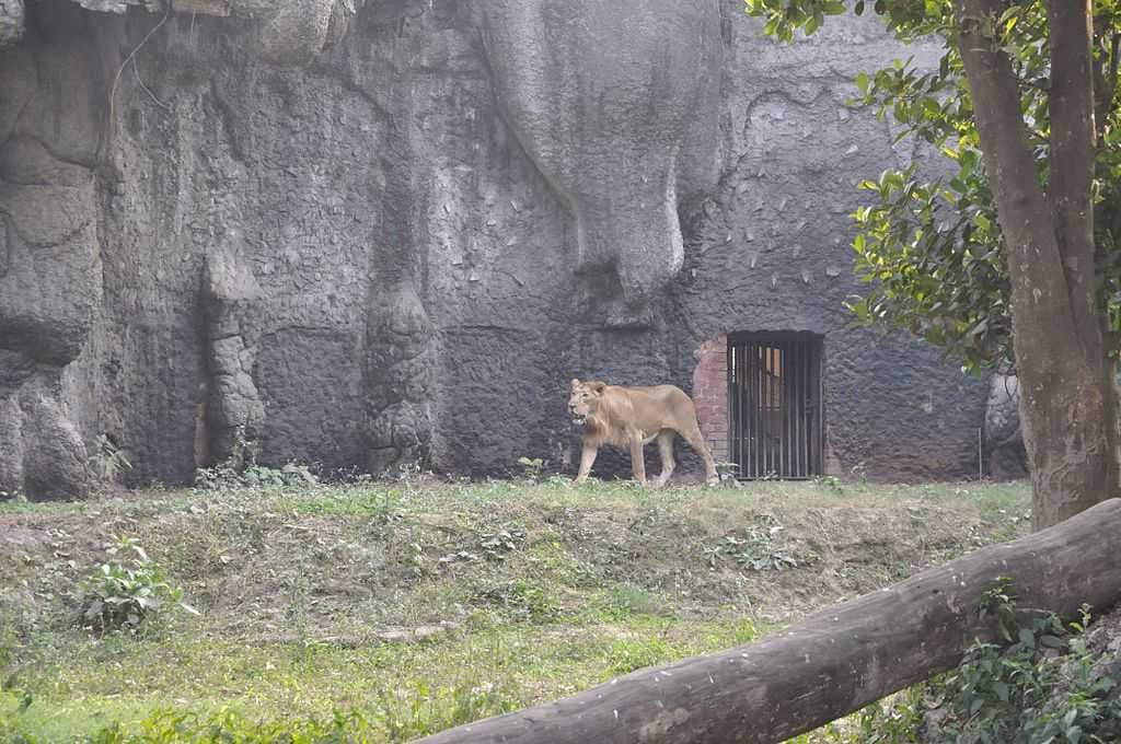 Alipore Zoo travel image