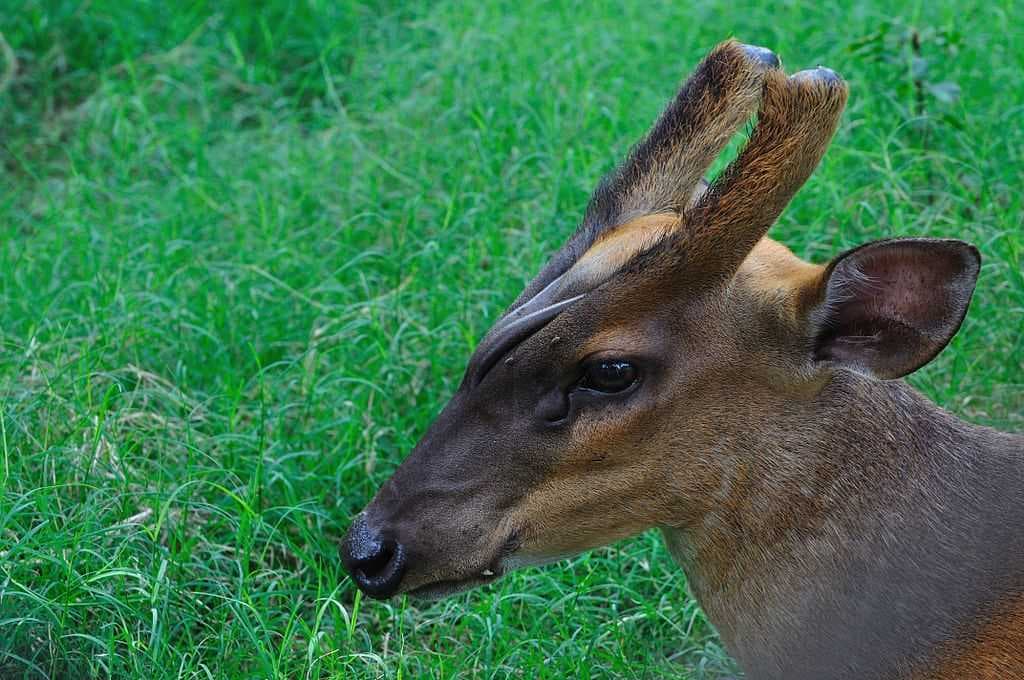Alipore Zoo travel image