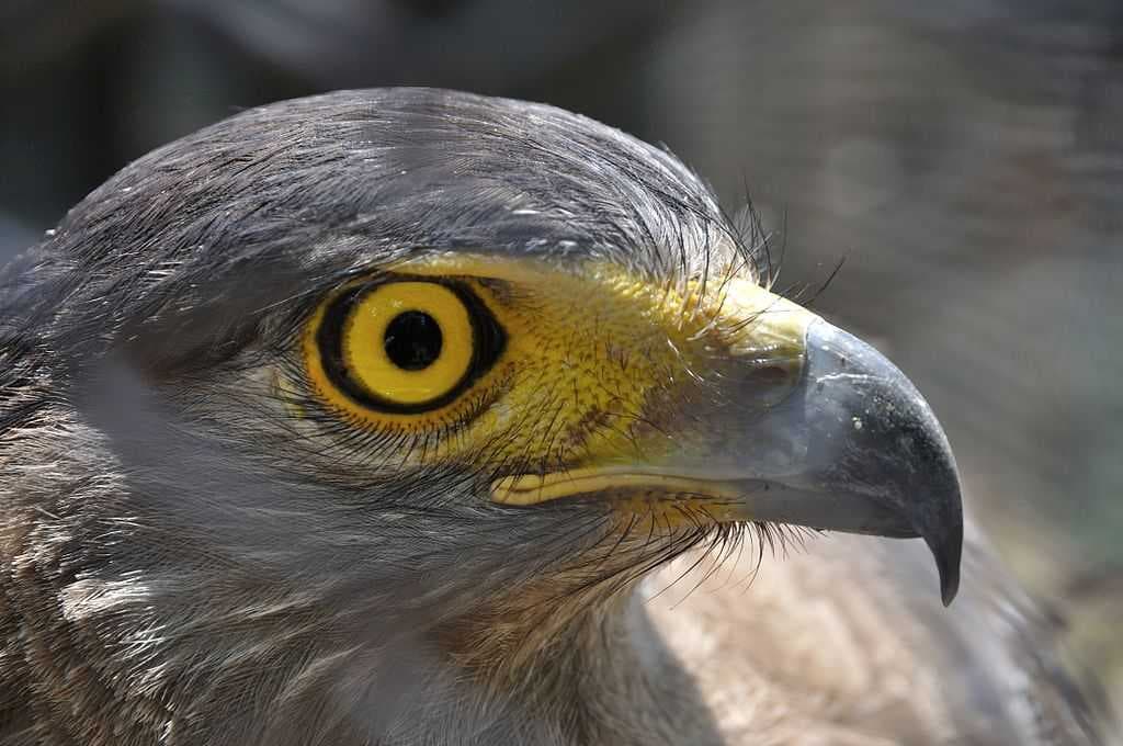 Alipore Zoo travel image